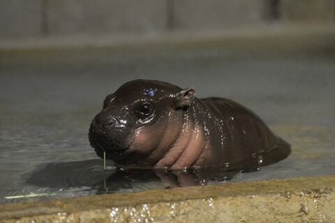 56枚 心が癒される動物の赤ちゃん画像 匿名だって暇つぶしを真剣