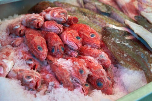 スーパーでよく見る 赤魚 が何の魚か知ってる Dr Mino人生放談