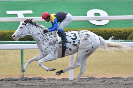 ブチコとはいったい 競馬初心者ブログ 馬券師に憧れて