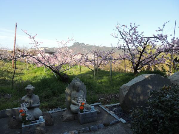 成田山聖代寺の桜 高松市屋島 どこいっきょん