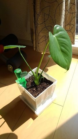 モンステラの新芽 癒しのグリーン モンステラの新芽 癒しのグリーン
