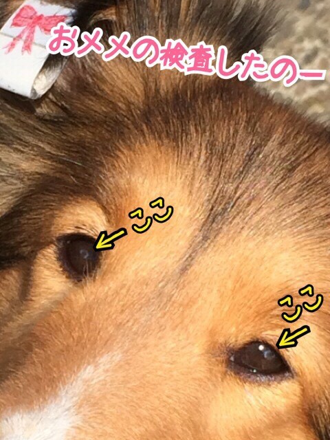 こむたんの おメメ その2 最後に告げられた病名 原因と対策 の巻 シェルティ こむっ