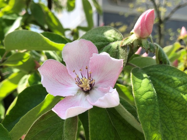 かりんの花も満開 Diamond Dust