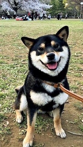 アトリエ展と黒い犬ー黒柴の小麦 : 橙月水墨画教室 Sumi-e class in Tokyo