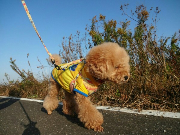 トイプードル はな 生後2歳3ヶ月18日 自転車deフィットネス 愛犬はな日記