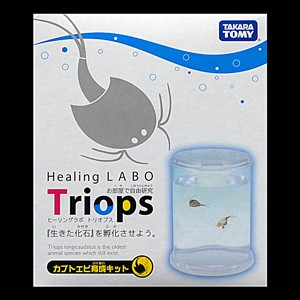 三葉虫に想いを馳せる「生きた化石」飼育キット : DIME検証工房