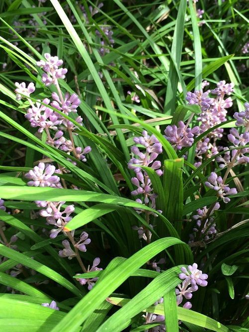 爆蘭 藪蘭 日野美子の日記