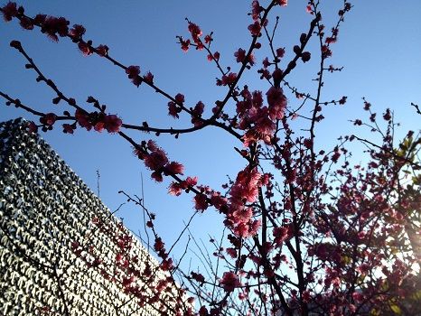 梅ふふむ 日野美子の日記