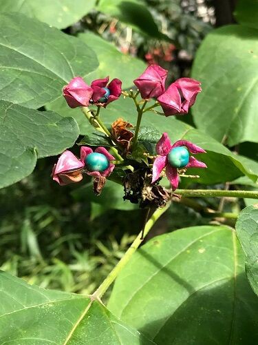 植物 : ♪日野美子の日記♪