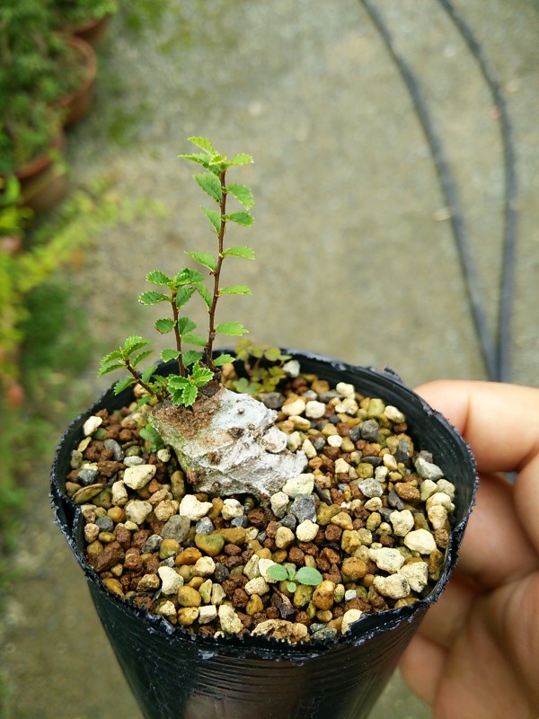 根伏せと挿し木の楡けやき 盆栽擬き日記