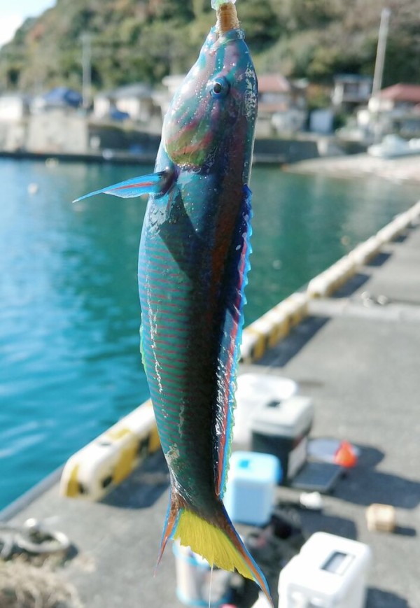 海で遊部日記 アイゴ美味い! オランダ仕掛け 昭和レトロ : トレジャー
