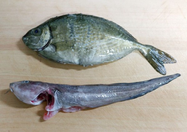 海で遊部日記 内房でのんびり釣り 最近作った魚介の料理 トレジャーハンティン部 部長のブログ