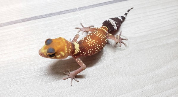 ヤモリの悪魔 くまがさん on X: 