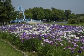 水元公園 葛飾菖蒲まつり ちゃん平のぶろぐ