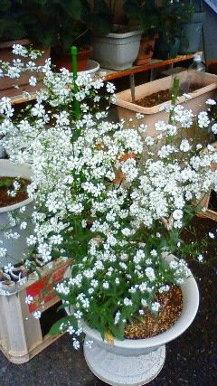 白花カスミ草が咲きました Qol向上に必要なもの