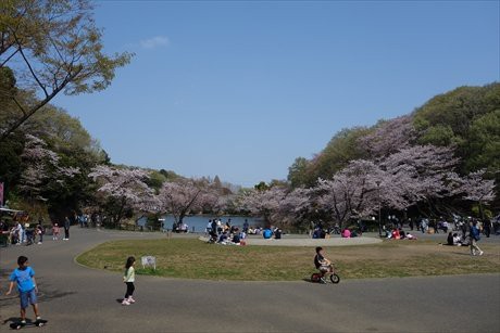 お花見 三ツ池公園 どばっち日記