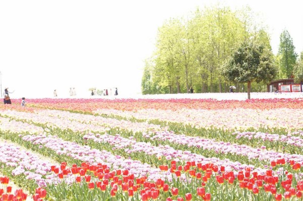 散り始め 世羅高原農場 チューリップ祭り14 レポート 土橋わいわいブログ