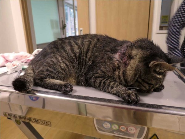 安佐南郵便局近くで怪我をした猫を保護しました 土橋わいわいブログ