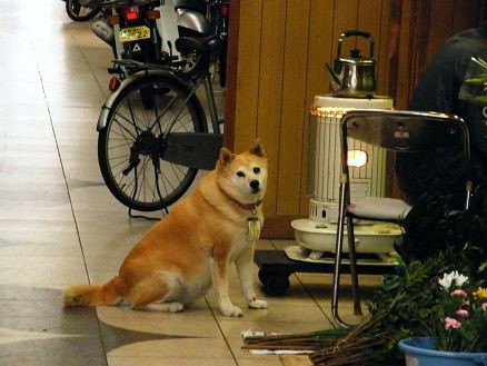 ストーブが恋しい季節に ガイド犬ドビンの尾道放浪記