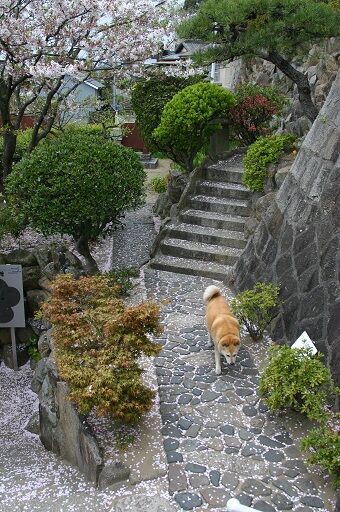 志賀直哉旧居と文学記念室が閉館 ガイド犬ドビンの尾道放浪記