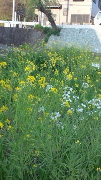 白い菜の花 ドコモショップ八幡浜店