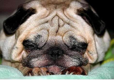 画像 動物が寝ている画像を集めたサイト 韓国 玄音的響楽寸評 画像 動物が寝ている画像を集めたサイト 韓国 玄音的響楽寸評