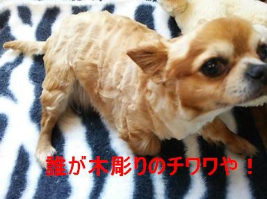 木彫りのチワワ、出現 : のんびりＤＯＧ