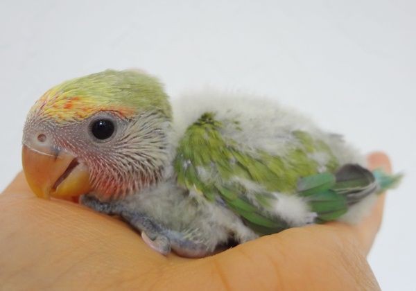 コレクション ドキドキペットくん オカメインコ