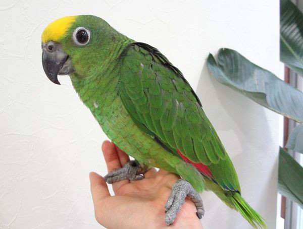 大型インコ入店 ドキドキペットくん Dk2p Blog