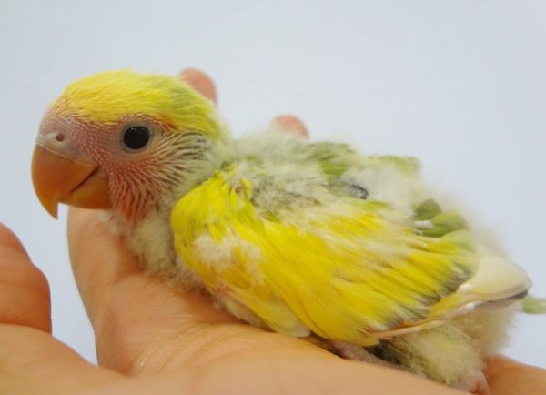 コレクション ドキドキペットくん オカメインコ