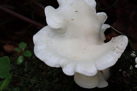 スギヒラタケ すぎみみ すぎごけ スギワカイ サバイバルブログ 色々鑑定 魚 キノコ 山菜 野草 携帯用