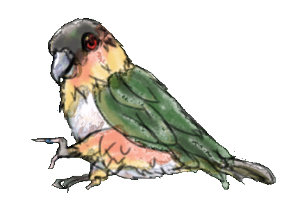 オウム イラスト オウム イラスト