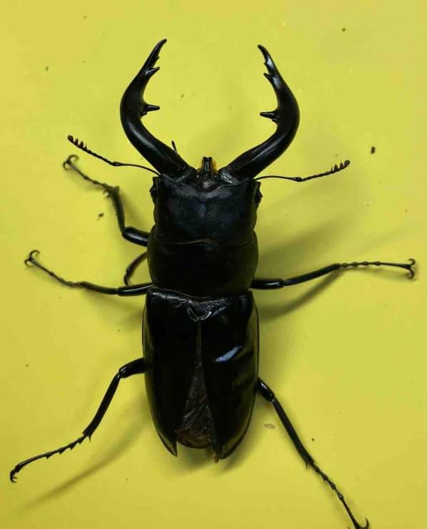 アマミノコギリ 飼育開始～羽化 : 雑〜な鍬形徒然草