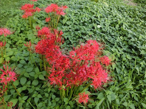 ヒガンバナ ヤギのための野草図鑑