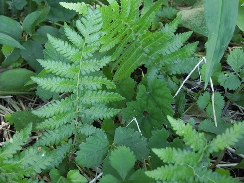 シダ類 ワラビ ヤギのための野草図鑑