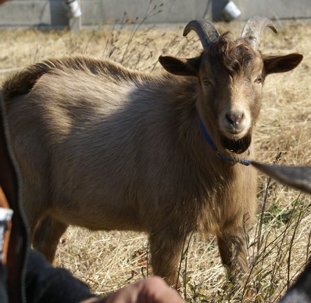 妊娠ヤギの視察 ヤギ飼ってみた