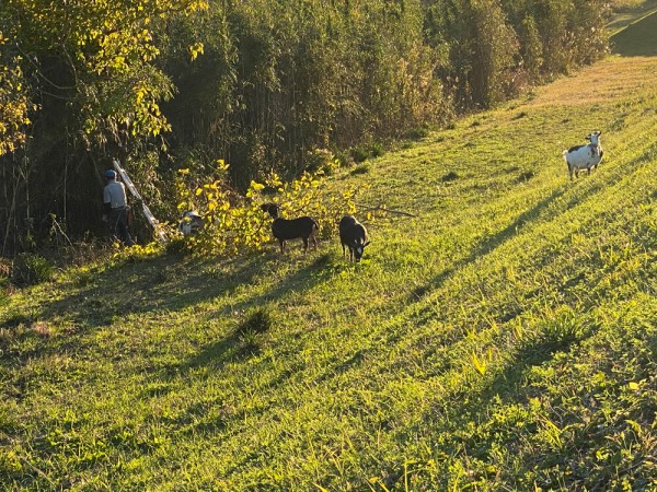 ブヨ対策に一計 ヤギ飼ってみた