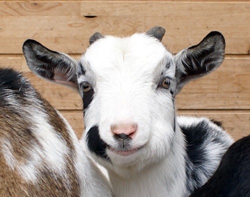 メスヤギのおヒゲ対決 ヤギ飼ってみた