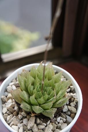 ハオルチアに花が ドンちゃんママの気ままな日々