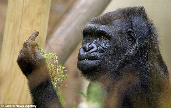 画像 動物園のゴリラが人間に喧嘩を売っていると話題に いぬねこ動物集会所