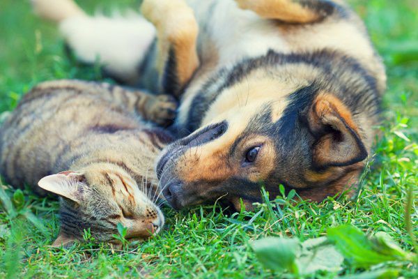 猫と犬の画像を堪能するスレ いぬねこ動物集会所