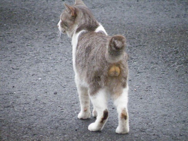 猫のニャンタマｗｗｗｗｗｗｗｗｗｗｗｗｗｗｗ いぬねこ動物集会所