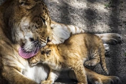 画像 ロシアでライライガーが誕生 ライガーとライオンの子供 いぬねこ動物集会所