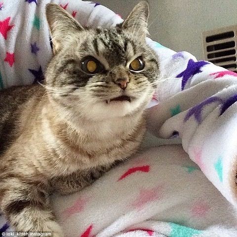 ダウン症のネコｗｗｗ いぬねこ動物集会所