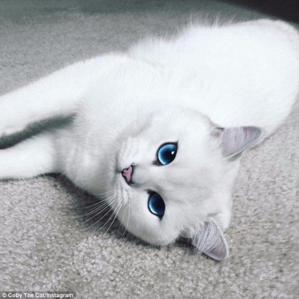 画像 世界一美しいネコが発見される いぬねこ動物集会所