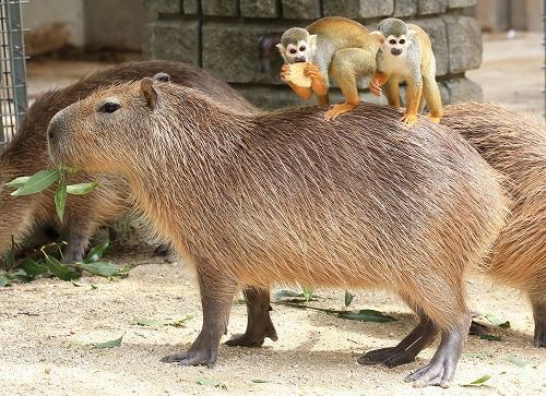 カピバラの背中にリスザルが乗って移動する カピバラタクシー が名物に 東武動物公園 画像あり いぬねこ動物集会所