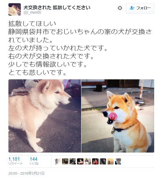 イッヌ 人カスのケーキ美味すぎィ ﾑｼｬﾑｼｬ いぬねこ動物集会所