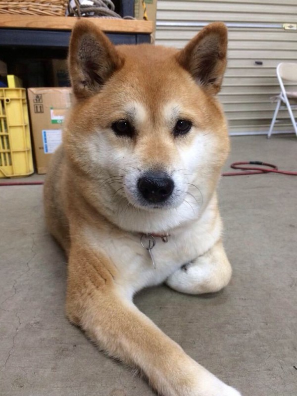 画像あり お前らムーコって犬知ってる 超かわいい いぬねこ動物集会所