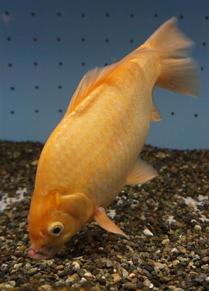 ピラルクのエサ から 潜伏 ７年 飼育員たちが 奇跡 と驚く巨大金魚 06 18 いぬねこ動物集会所