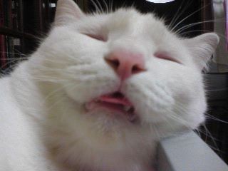 ブサ可愛い猫の画像を貼っていくスレｗｗｗｗｗｗｗｗｗｗｗｗｗ いぬねこ動物集会所
